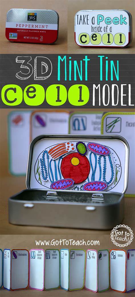 Check spelling or type a new query. 3D Mint Tin Cell Model • Teacher Thrive | Cell model ...