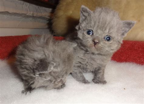 My puppies leave my house well socialised, exposed to i have 5 beautiful puppies for sale from 2 litters.white and silver available.puppies all have their dew claws removed will be vaccinated,wormed,vet. Pedigree Curly Coated Female Selkirk Rex Kitten | Tamworth ...
