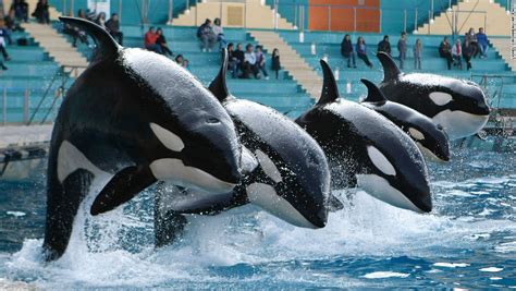 The Truth About Killer Whales In Captivity Riverside Eddy