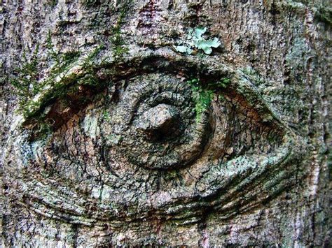 Eye Of The Tree Forest Spirit Tree Saw Eyes