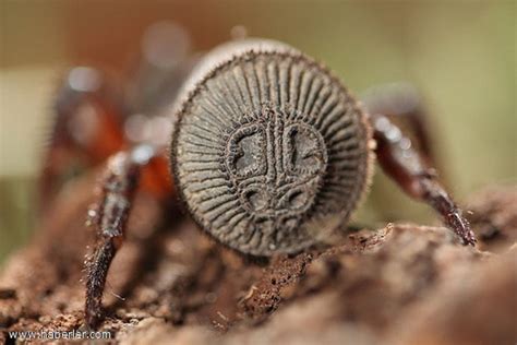 Gizemli Cyclocosmia Ricketti örümceği Sonyol Bilgi Palasim Hayata Dair