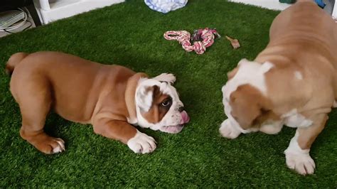 Treasure Hunting in The Secret Yarnery - English Bulldog Puppy - YouTube