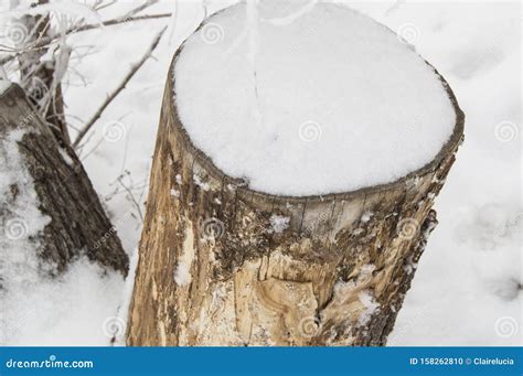 Old Stump Of A Felled Tree Covered With Snow Winter Forest Top View