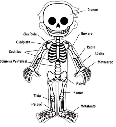 Qu Es El Sistema Seo Para Ni Os Cuerpo Humano