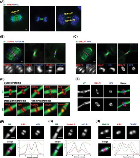 Plant cell cytokinesis involves the formation of which of these structures. Midbody assembly and its regulation during cytokinesis ...