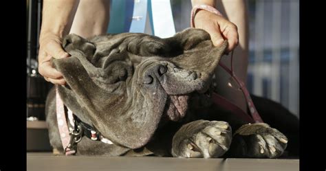 Photos Worlds Ugliest Dog Contest 2017
