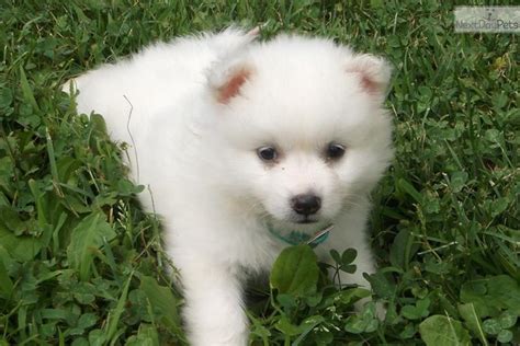 Meet Chicklett Miniature A Cute American Eskimo Dog Puppy For Sale For