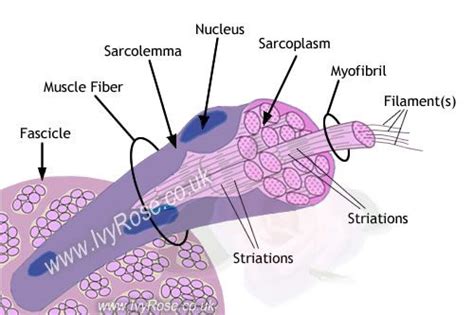 Muscular movements help the passage of materials such as blood, lymph, and food in the digestive system. Labelled diagram of a muscle cell | Muscle, Anatomy and ...