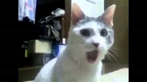 Funny Cats Videos Try Not To Laugh Cats Blog