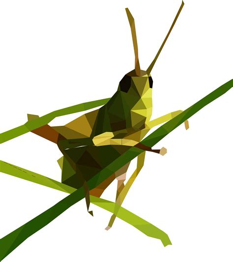 Grasshopper Png