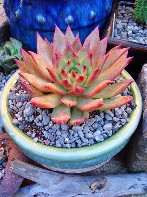 It can produce flowers on long stalks that are yellow with red tips. Echeveria Agavoide 'Red tip'. | Echeveria, Succulents ...