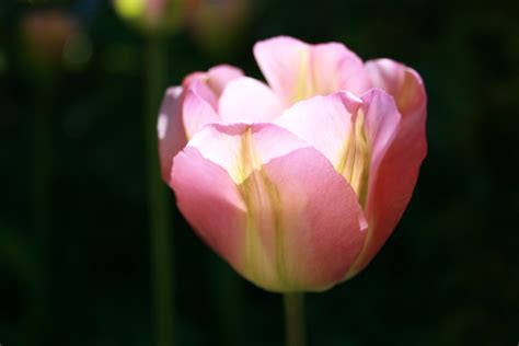 2560x1440 Wallpaper Pink Tulips Peakpx