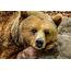 Close Up Photography Of Brown Bear On Gray Rock · Free Stock Photo