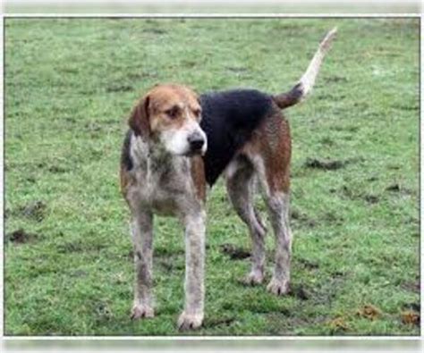 english foxhound breed information  pictures  puppyfindercom