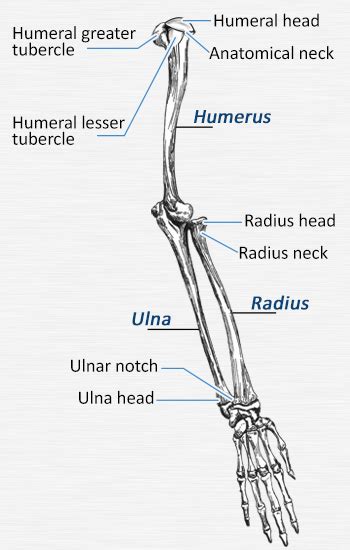 Lower Arm Skeletal Anatomy