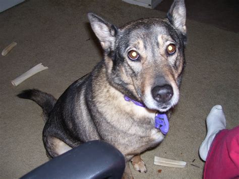 07/19/2011 – Gypsie Rose – Gem City Dog Obedience Club