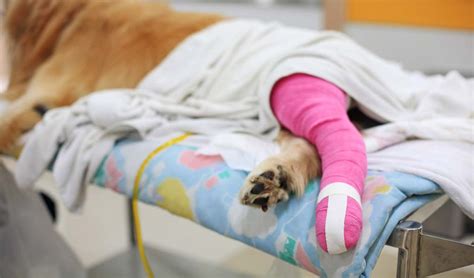 Finding the best pet insurance plan for your pet is important. Pet Insurance Comparison: What is the Best Pet Insurance ...