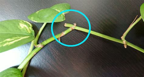 When growing in an outdoor tropical setting, mature plants of vining pothos grow to a height of 20′ to 40′ feet. Pothos / Scindapsus / Devil's Ivy (Epipremnum Aureum ...