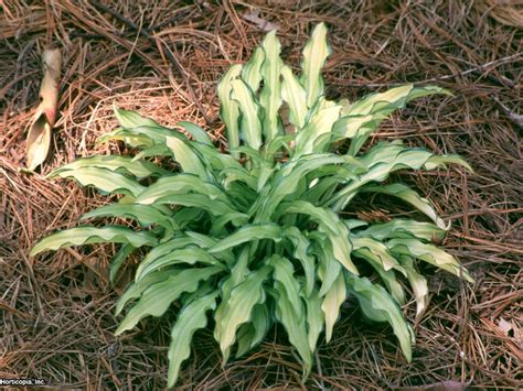 When we moved to old goat farm we brought with us about 60 different types of hostas. Transplanting Hostas | HGTV