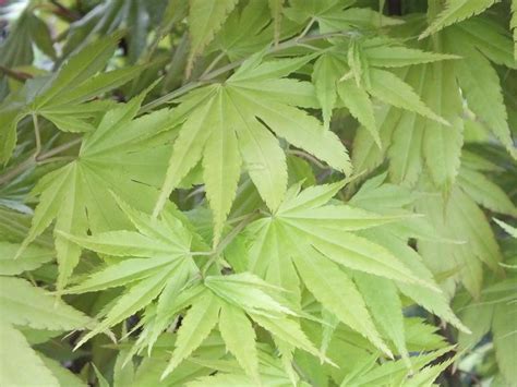 We did not find results for: Acer shirasawanum 'Jordan'