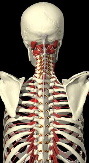 Human male anatomy, 3/4 figure muscular and skeletal systems, back and front perspective views. Rib Pain With Breathing | Physiotherapy Gold Coast ...