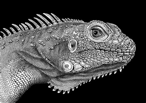 Detailed Ink Animal Drawings-2 – Fubiz Media