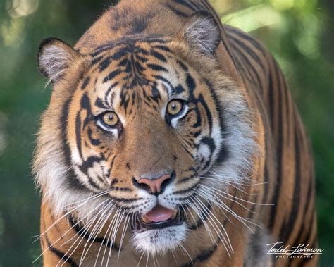 Suka Suka Sumatran Tiger Tiger Trails Exhibit B San Dieg Flickr