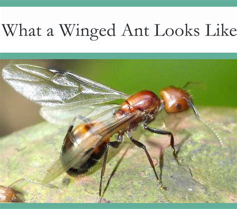 Ants With Wings What They Are And Why They Fly The Pest Advice