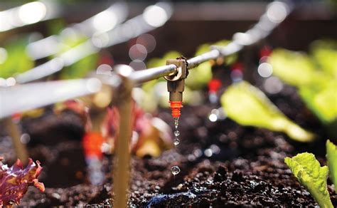Drip irrigation exceeds 90 percent efficiency whereas sprinkler systems are 50 to 70 percent efficient. Irrigation for Lawn, Drip and Manual Irrigation - Afnan ...