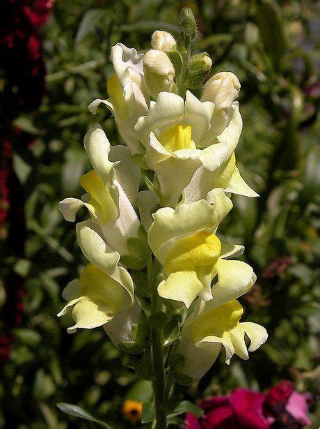 Antirrhinum Plant How To Grow Snapdragon In Your Garden