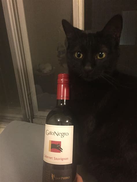 Black Cat Wine Napa Cat Meme Stock Pictures And Photos