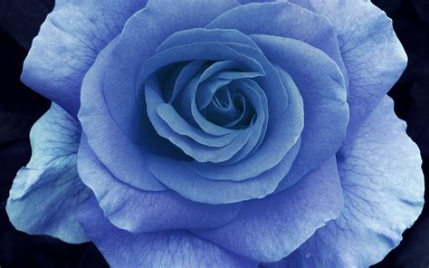 Light Blue Rose