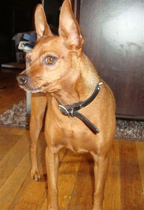 Use them in commercial designs under lifetime, perpetual & worldwide rights. Our min pin Little Red | Min pin dogs, Mini pinscher ...
