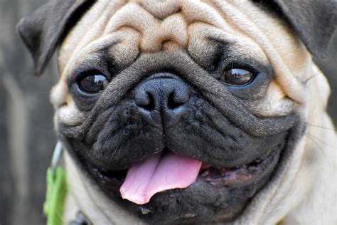 Pungent Pug Problems The Truth About Stinky Wrinkles Fauna Care