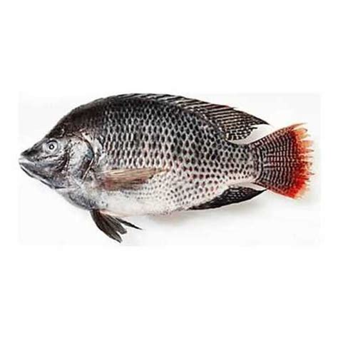 Whole Tilapia Fish At Best Price In Nagpur Maharashtra M And M Ads