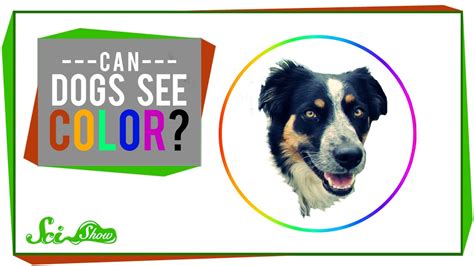 With just a couple of cones, the person sees colors but. Can Dogs See Color? - YouTube