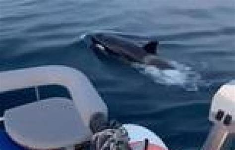 Killer Whales Are Ramming Boats Off The Coast Of Spain To Avenge Orca