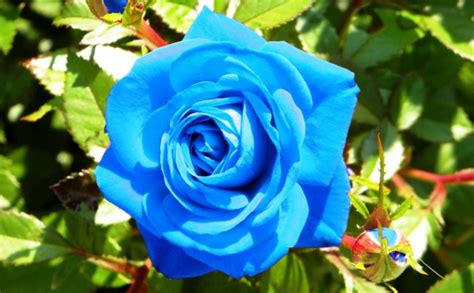 Perkongsian kali ini, editor akan ketengahkan tentang mengenai gambar bunga ros untuk. 14 Gambar Bunga Mawar Biru Atau Blue Roses Flower Yang Cantik