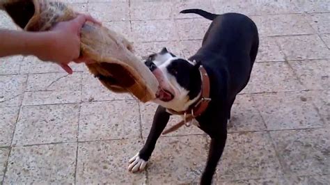 American Pitbull Terrier Test Dagressivitéfight Olgua Dog Youtube