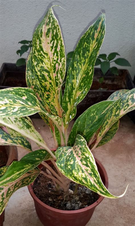 1.1 pokok jenis palma pokok pinang raja areca catechu pokok pinang kuning chyrysalidocarpus lutescens pokok pinang manila veitchia merrillii pokok pinang ekor musang wodyetia… Jenis Pokok Keladi Hiasan : Namun, tahukah anda bahawa ...