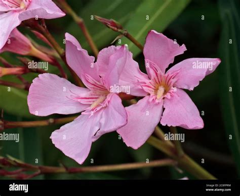 Flowering Pink Oleanders Hi Res Stock Photography And Images Alamy