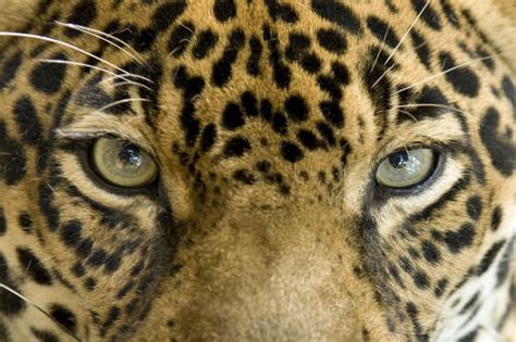 The official source of the latest jaguars headlines, news, videos, photos, tickets, rosters, stats, schedule and gameday information. Denuncian la explotación de jaguares en Cancún | Bioguia