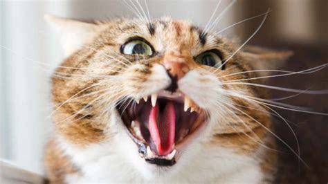 cat attack moscow man faces five years in jail cat attack cats cat biting