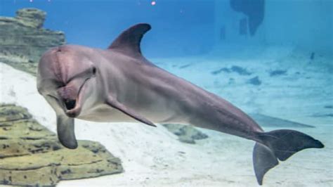 Indo Pacific Bottlenose Dolphin Sea Aquarium Resorts World Sentosa