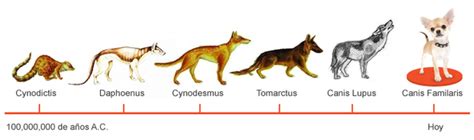 La Evolución Del Perro Timeline Timetoast Timelines