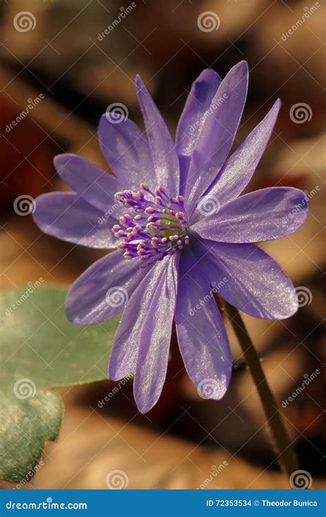 Mountain Purple Flower Hepatica Transsilvanica Stock Photos Free