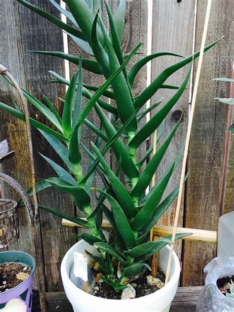 Aloe Vera Climbing Aloe Aloe Ciliaris Succulent Garden Diy Plants