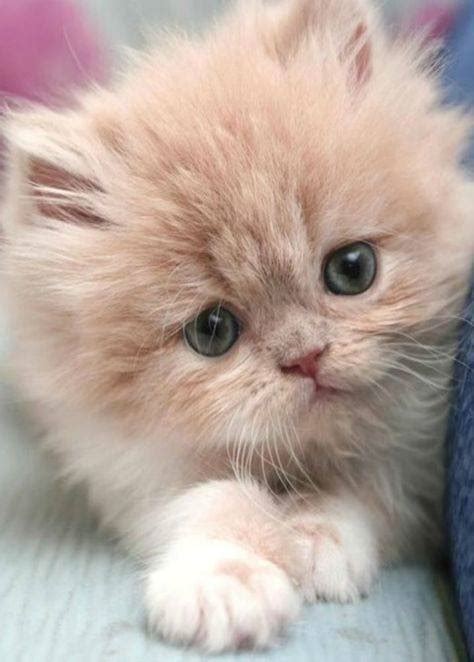 Really Cute Kitten 27th February 2017 We Love Cats And