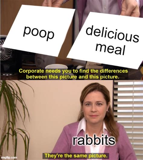 Rabbits Imgflip