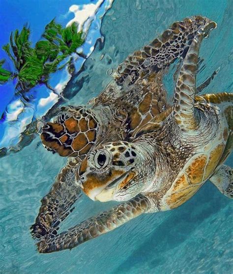 Amazing Photography Sea Turtle Underwater Animals Ocean Turtle Animals